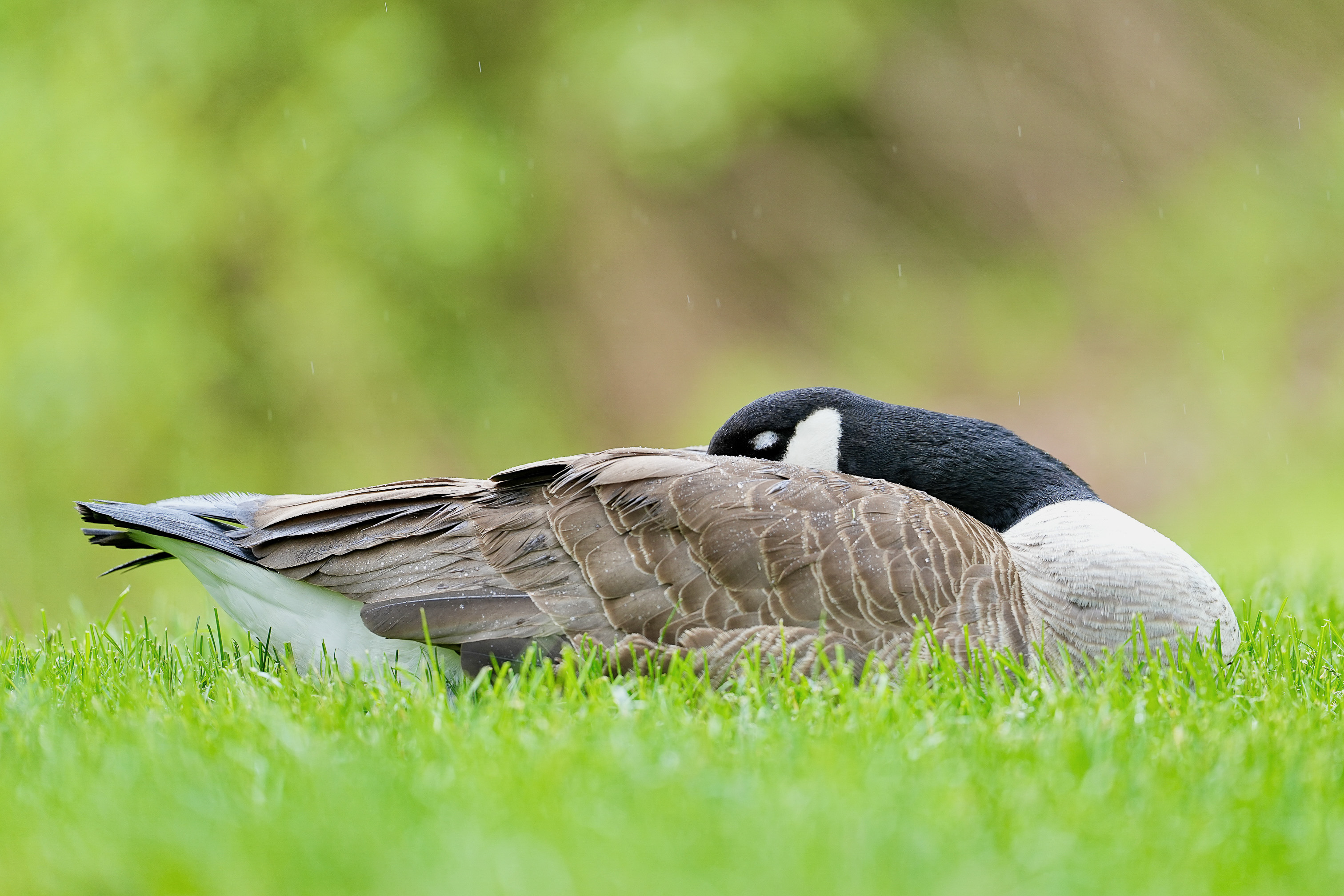 Cornell Campus Wildlife
